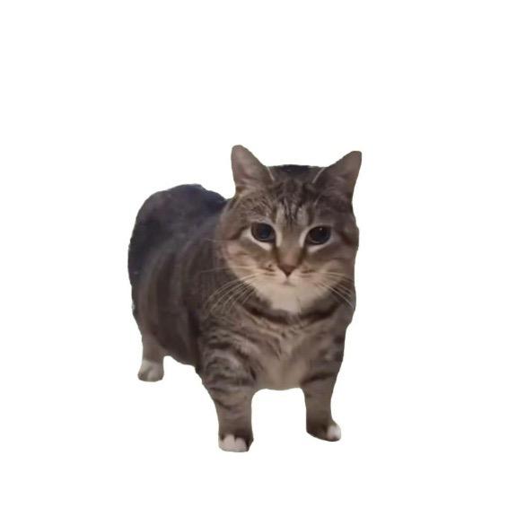 灰灰