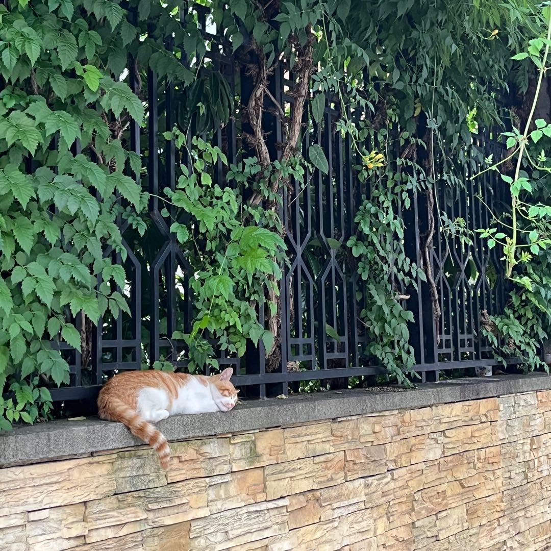 一口吃成圆滚滚