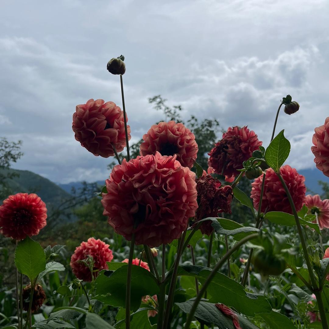 阳光下的花