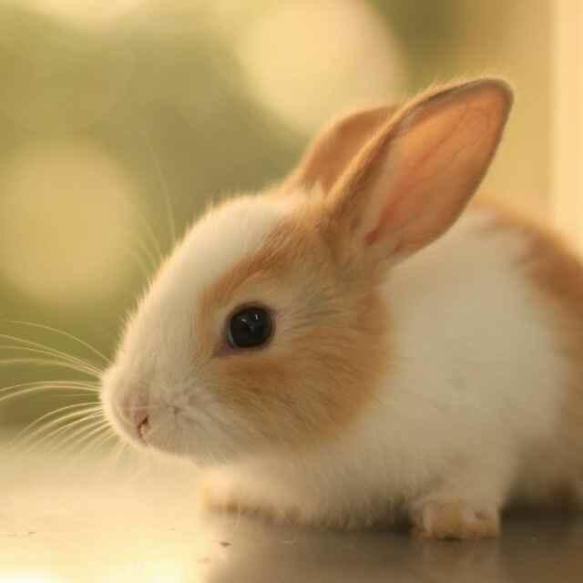 钟小