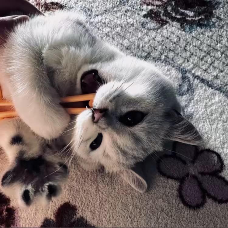 ︋︋︋︋︋   ㅤㅤㅤㅤ