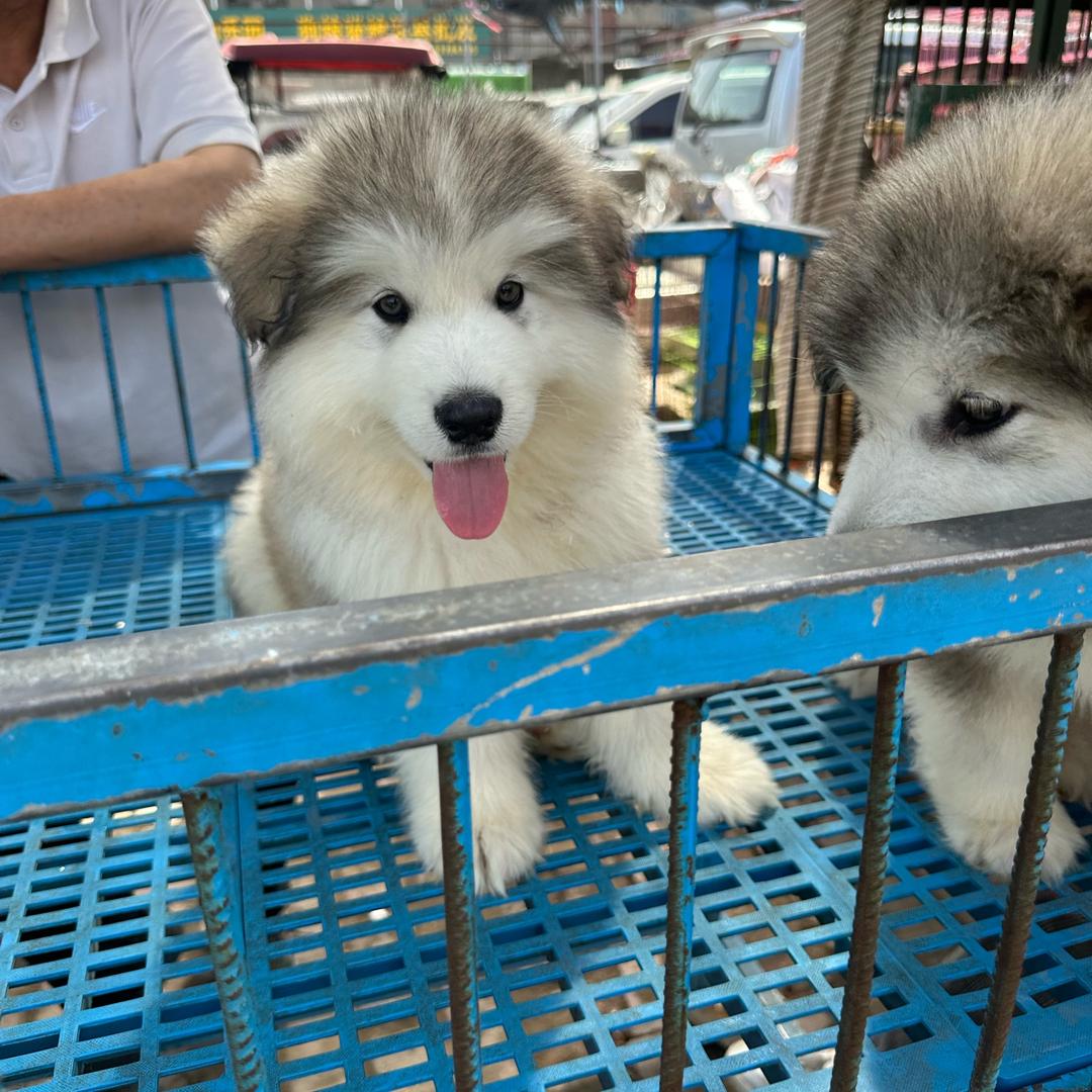 杭州宠物市场