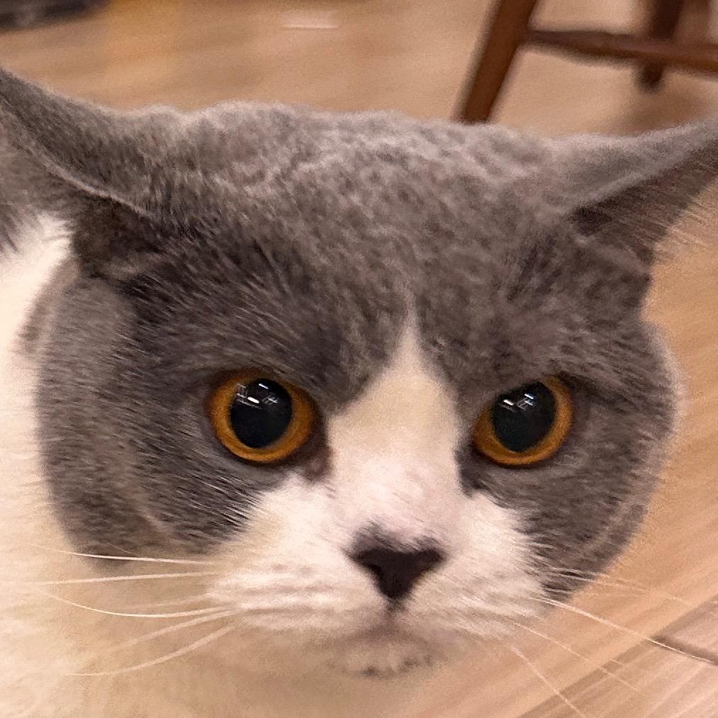 毛毛酱
