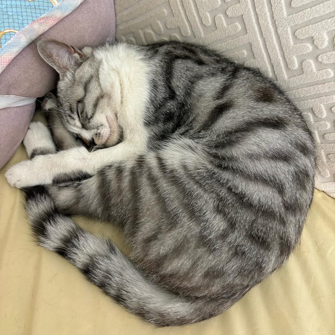 家有旺财