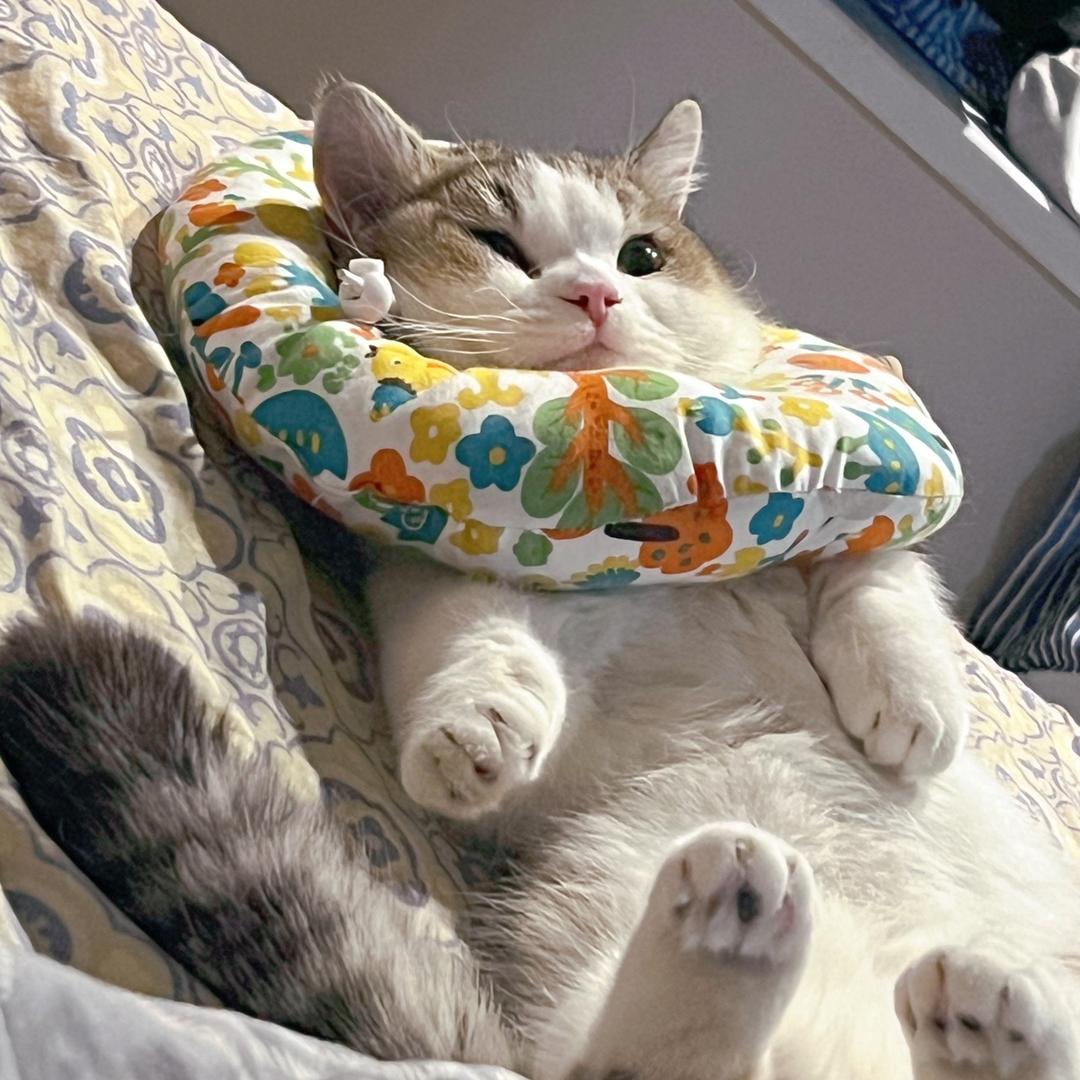 im乌龙茶（有猫版）