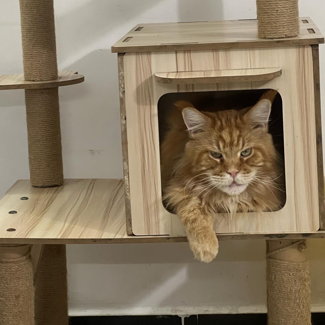 ￴ ￴ ￴ ￴            .