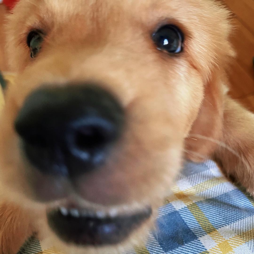 社恐大王🥒（殡葬版）