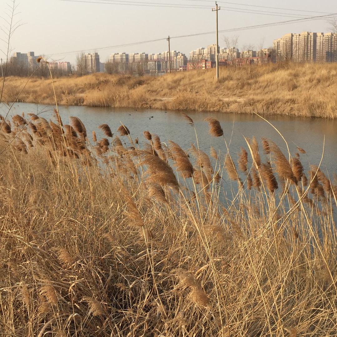 五哥购销野生鱼虾