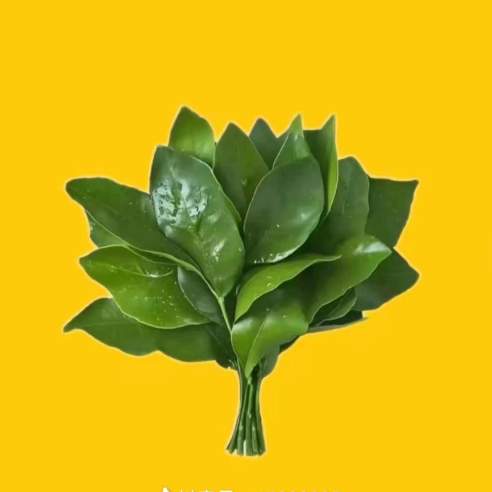 番茄不炒蛋ʚʕ̯•͡˔•̯᷅ʔɞ
