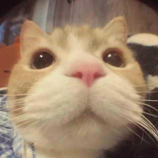呆