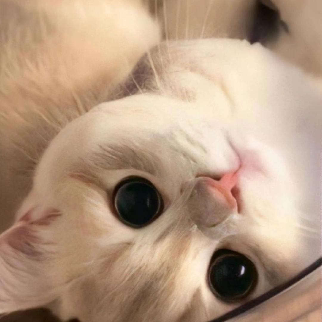 小猫芋泥