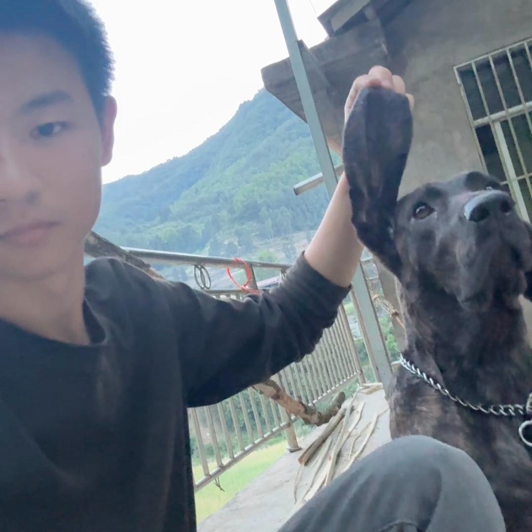 坐山听🐶叫