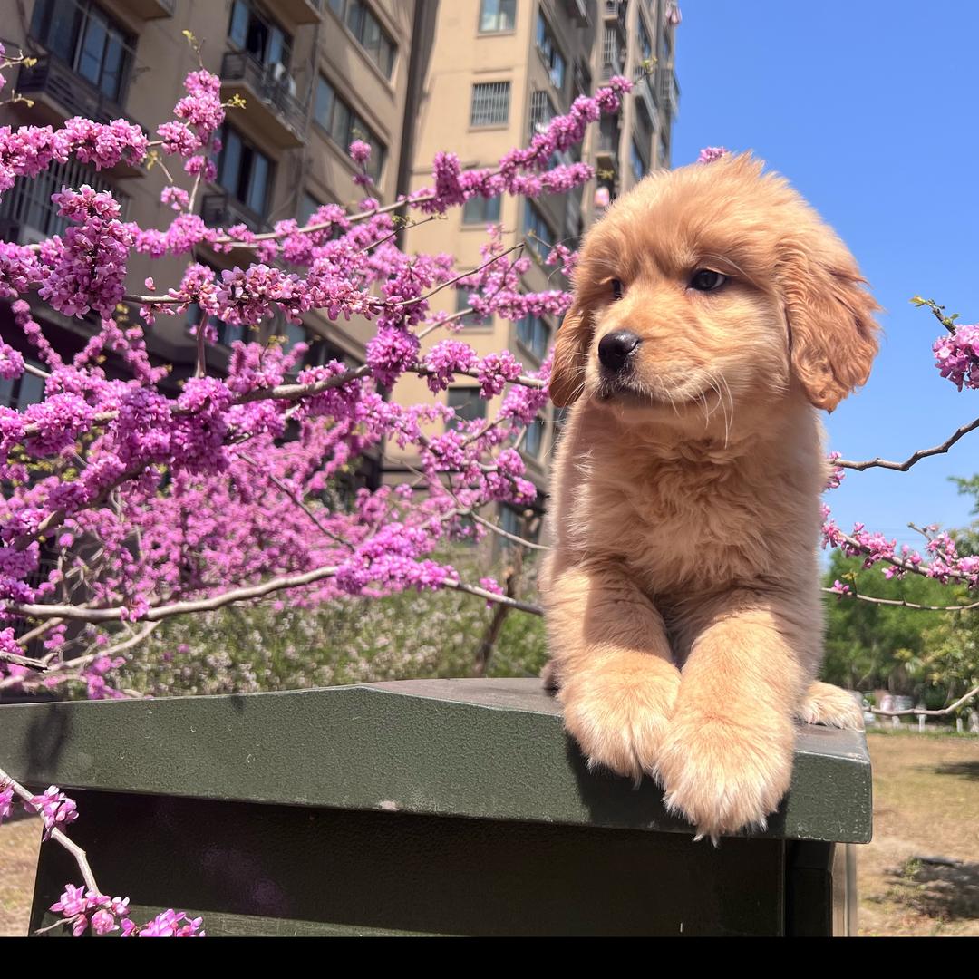 小趴菜爱喝可乐