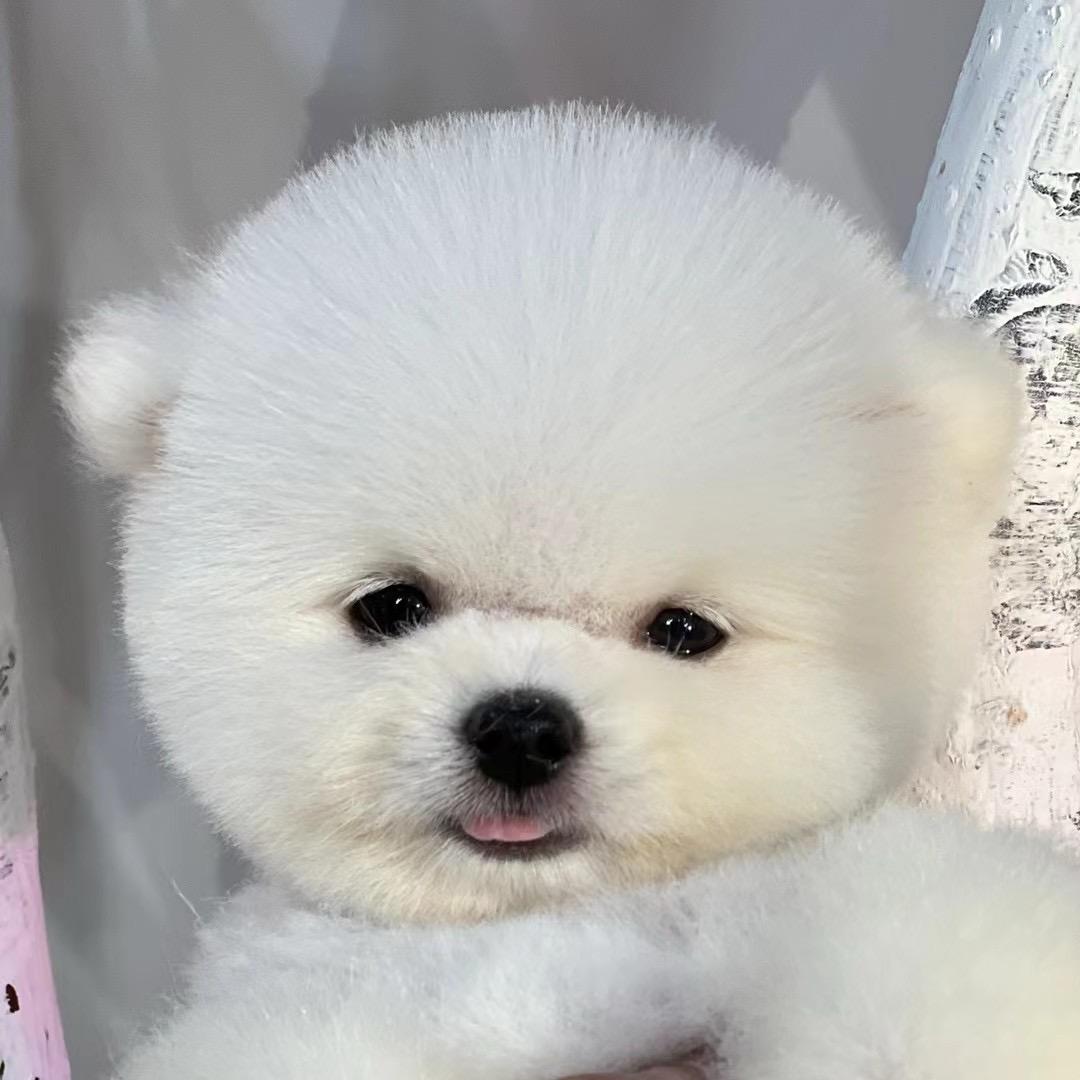 福旺财宠物批发