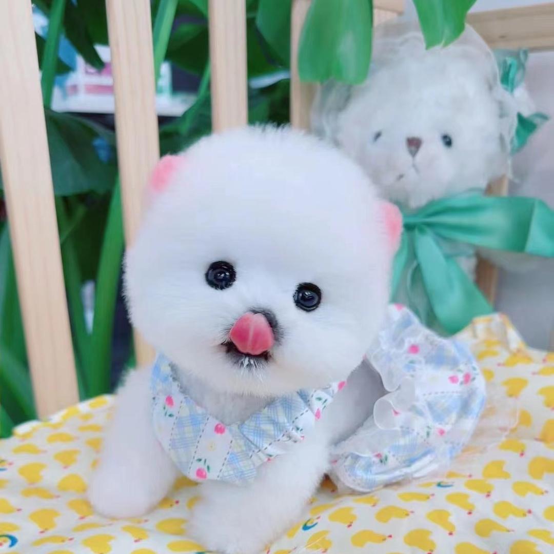 杭州狗猫柠宠物