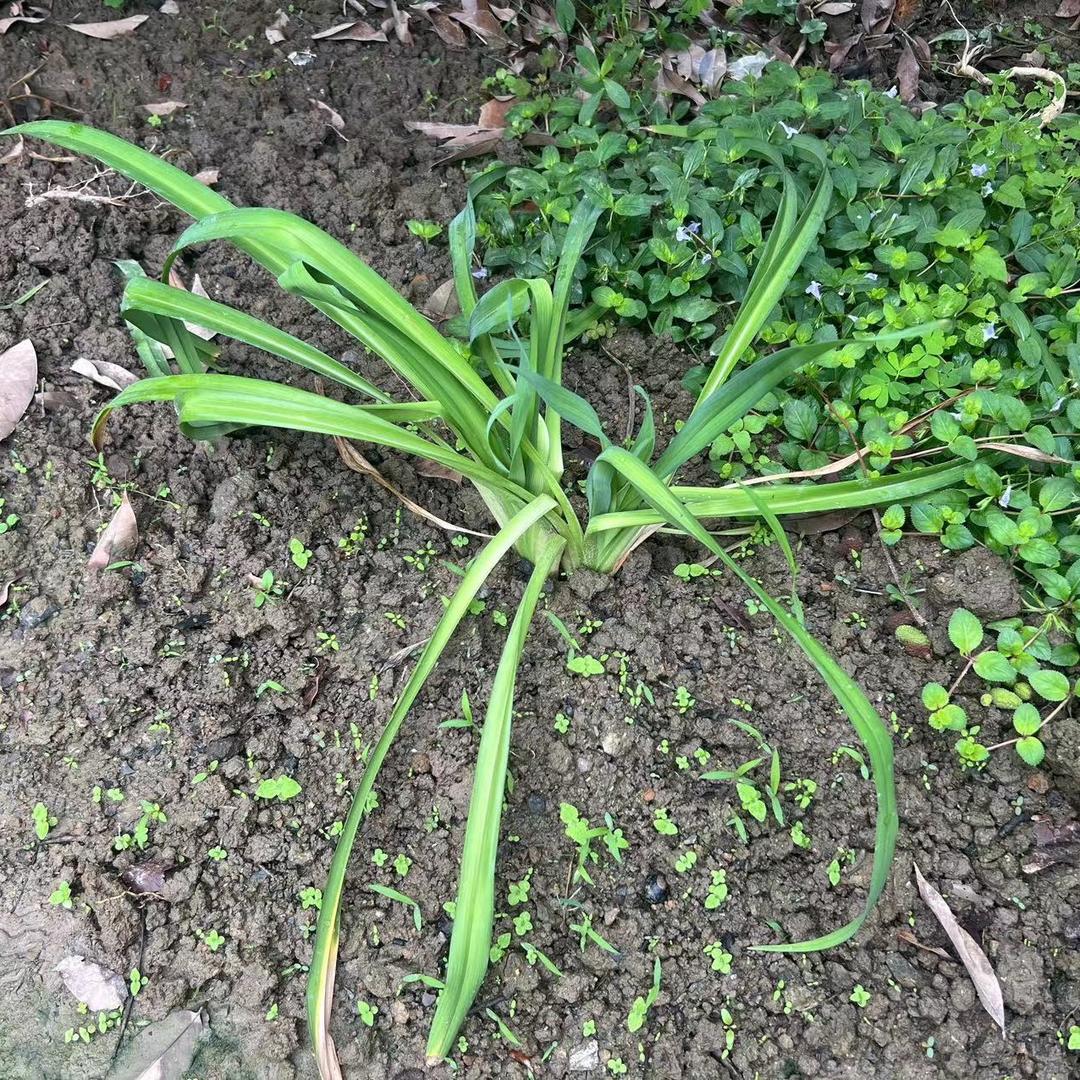 小芳姐