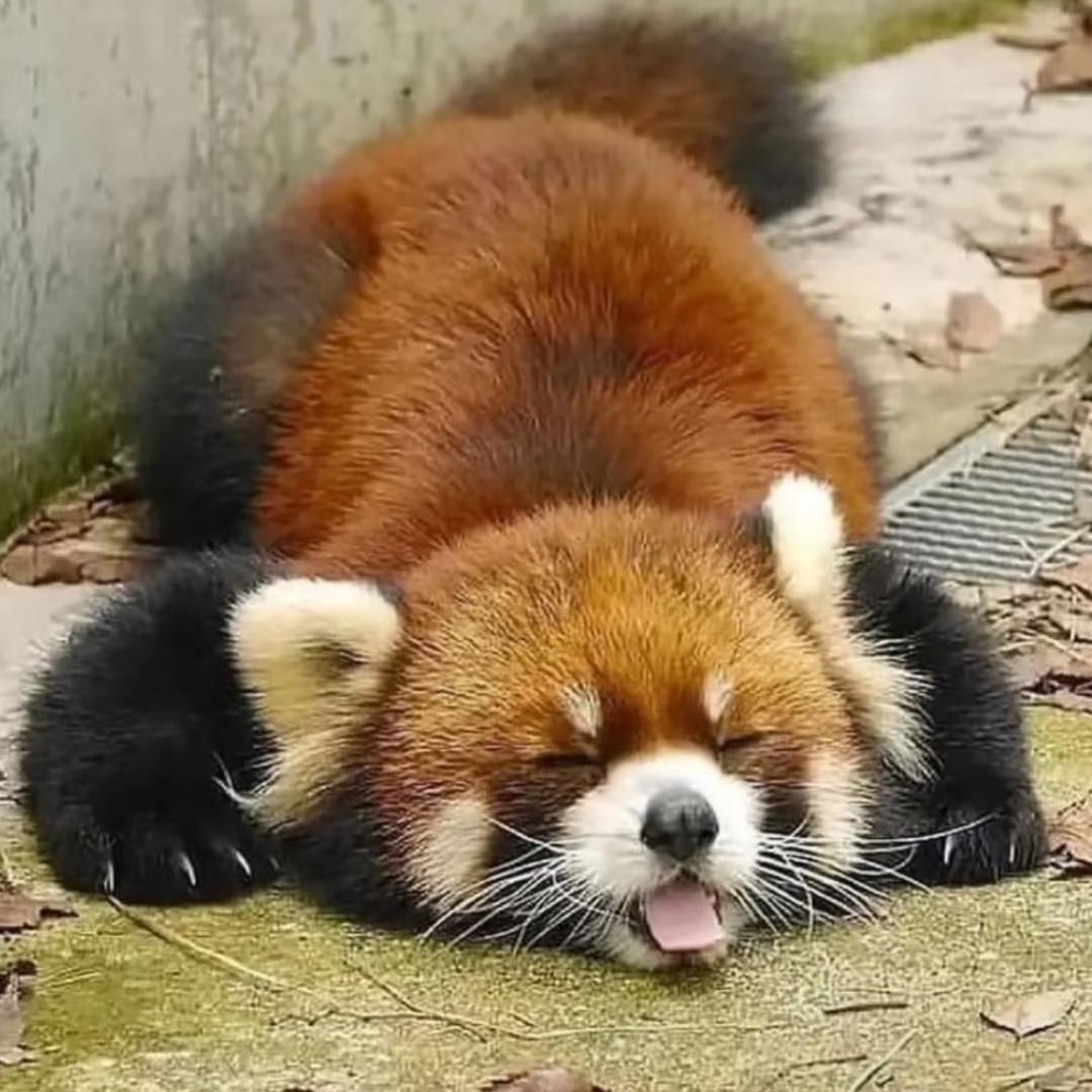 陈贺