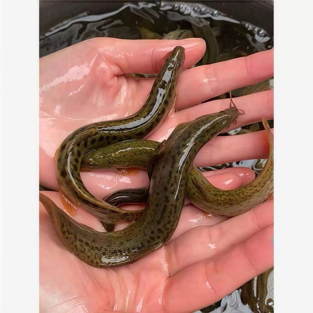 汇全家水产基地