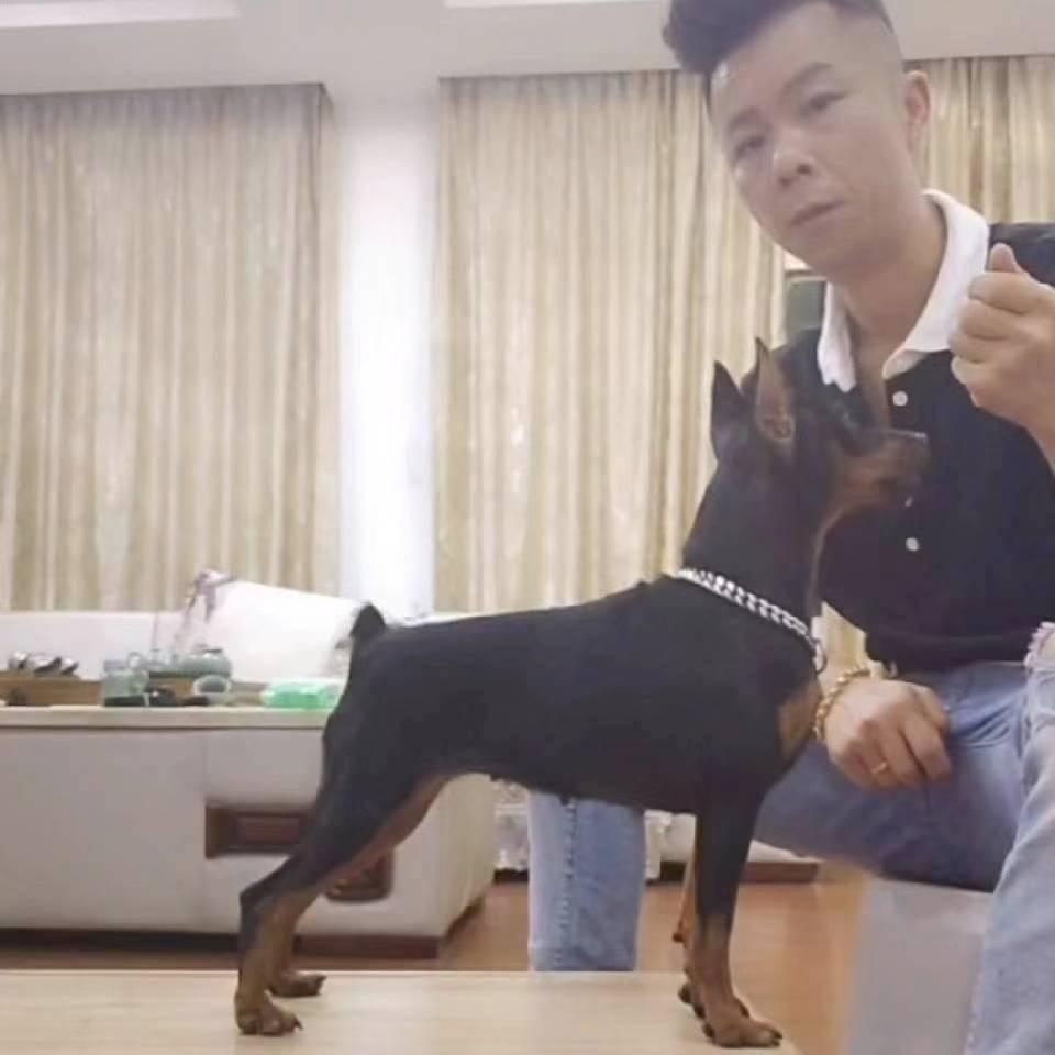 业余爱好训犬，