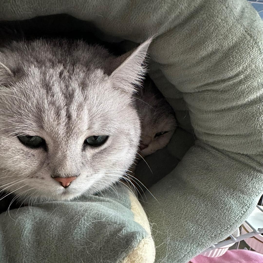 傻猫
