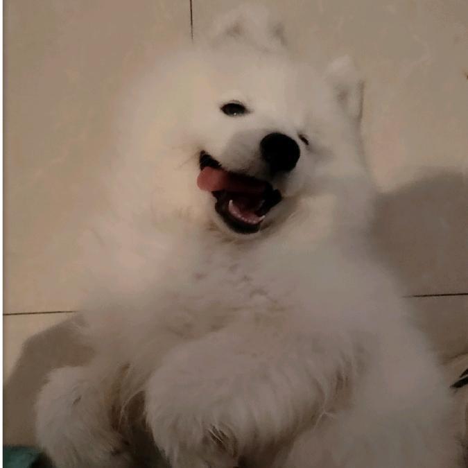 小仙女与她的阿喵