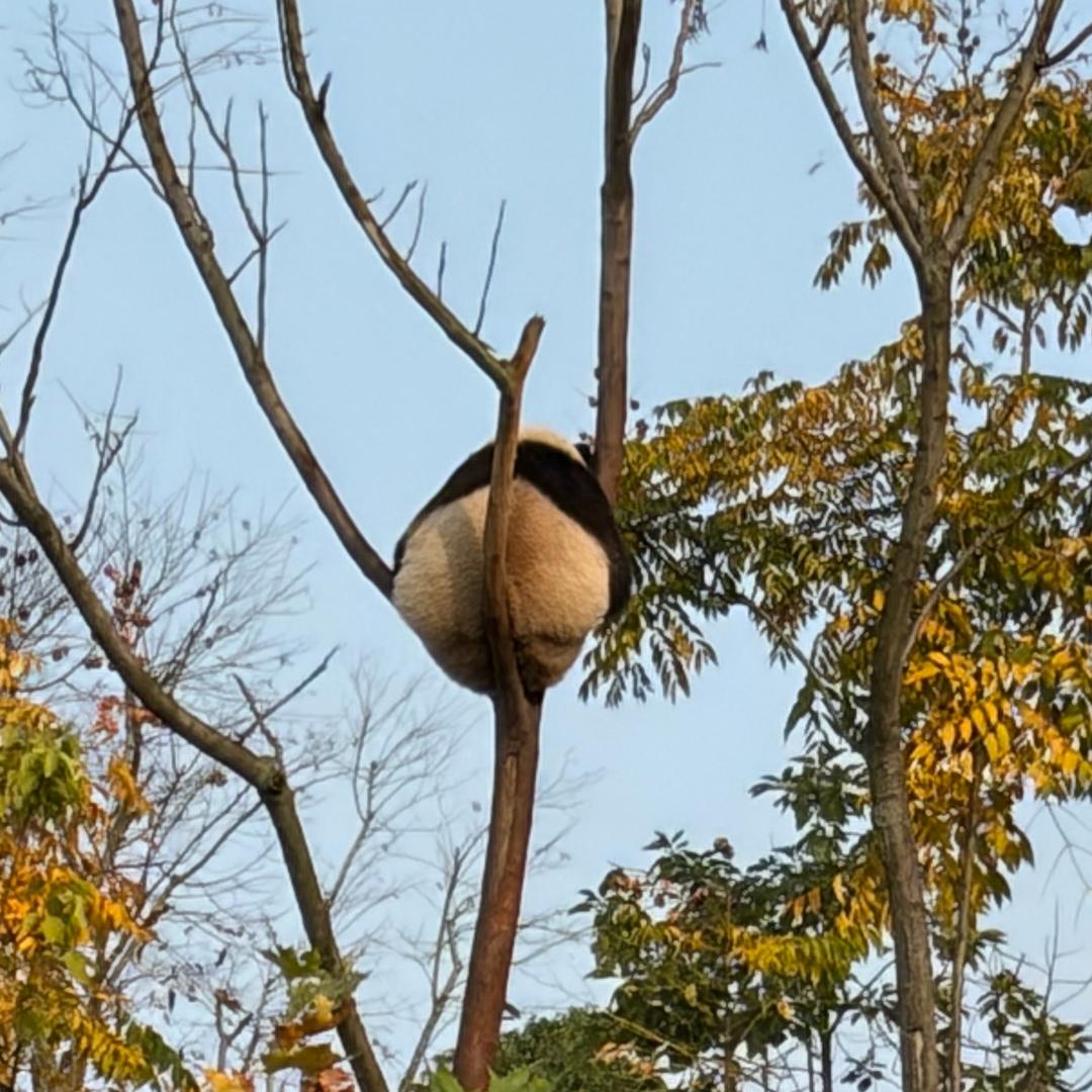 陈老师不会玩梦幻