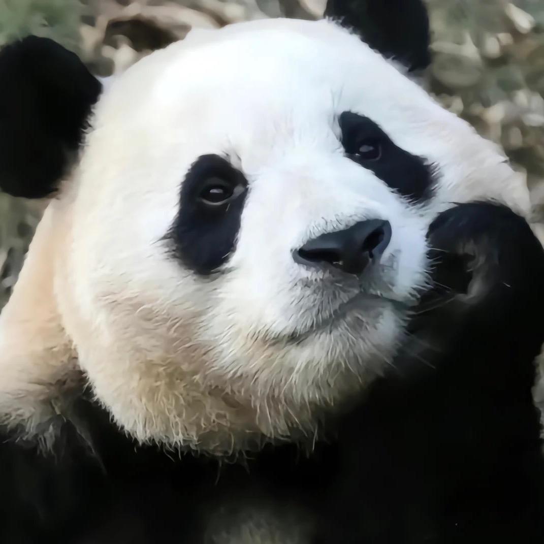 心上熊
