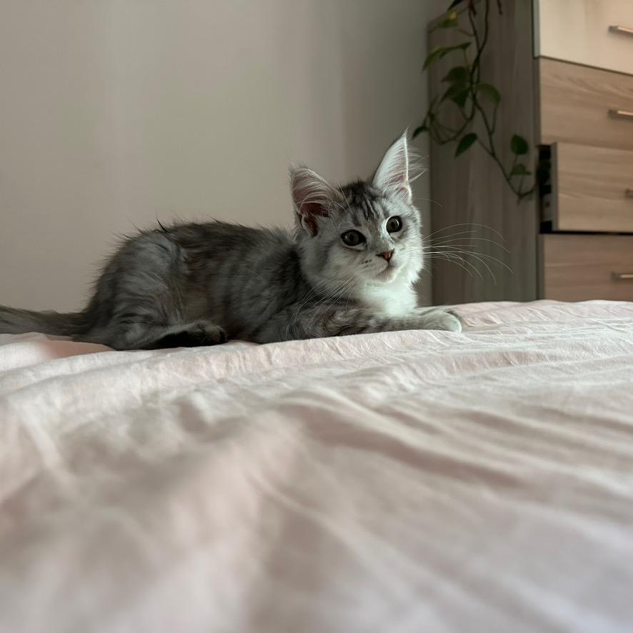 养缅因的小姑娘