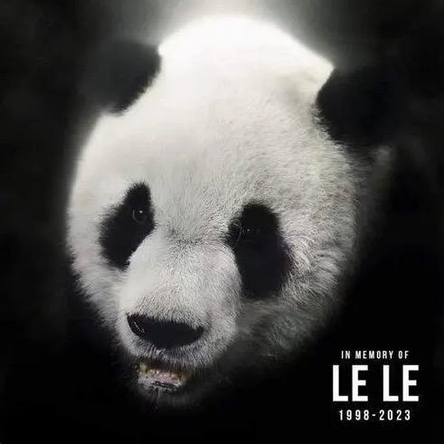 柒又-熊猫说