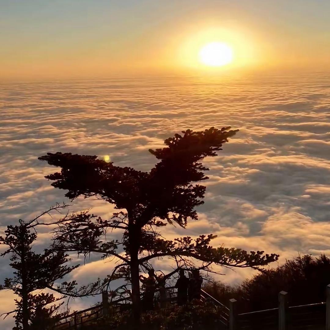 真萍科技雪花宠粉号