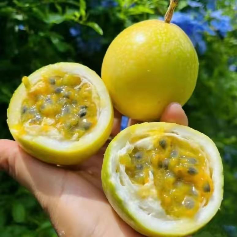 朝朝觅生鲜甄选