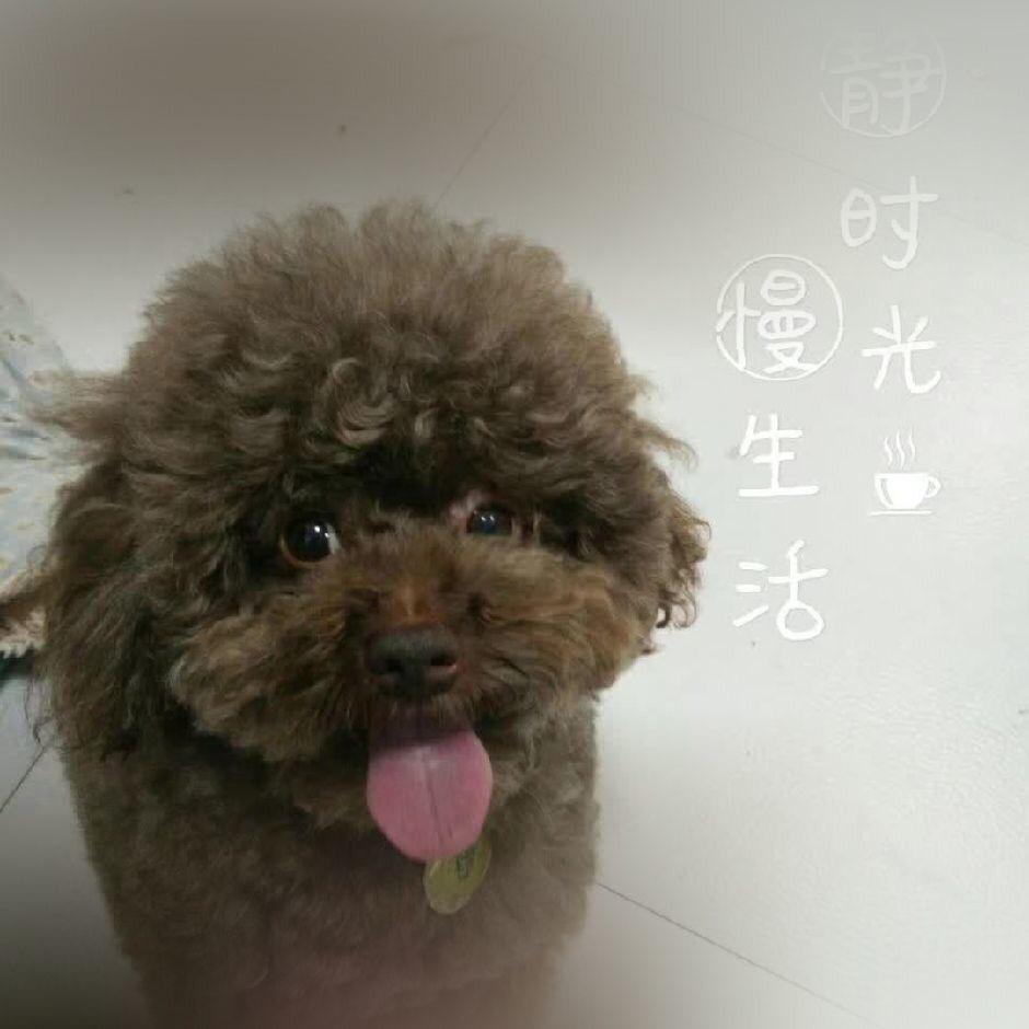 程多多的小屋🏘️猫美师宠物美容师