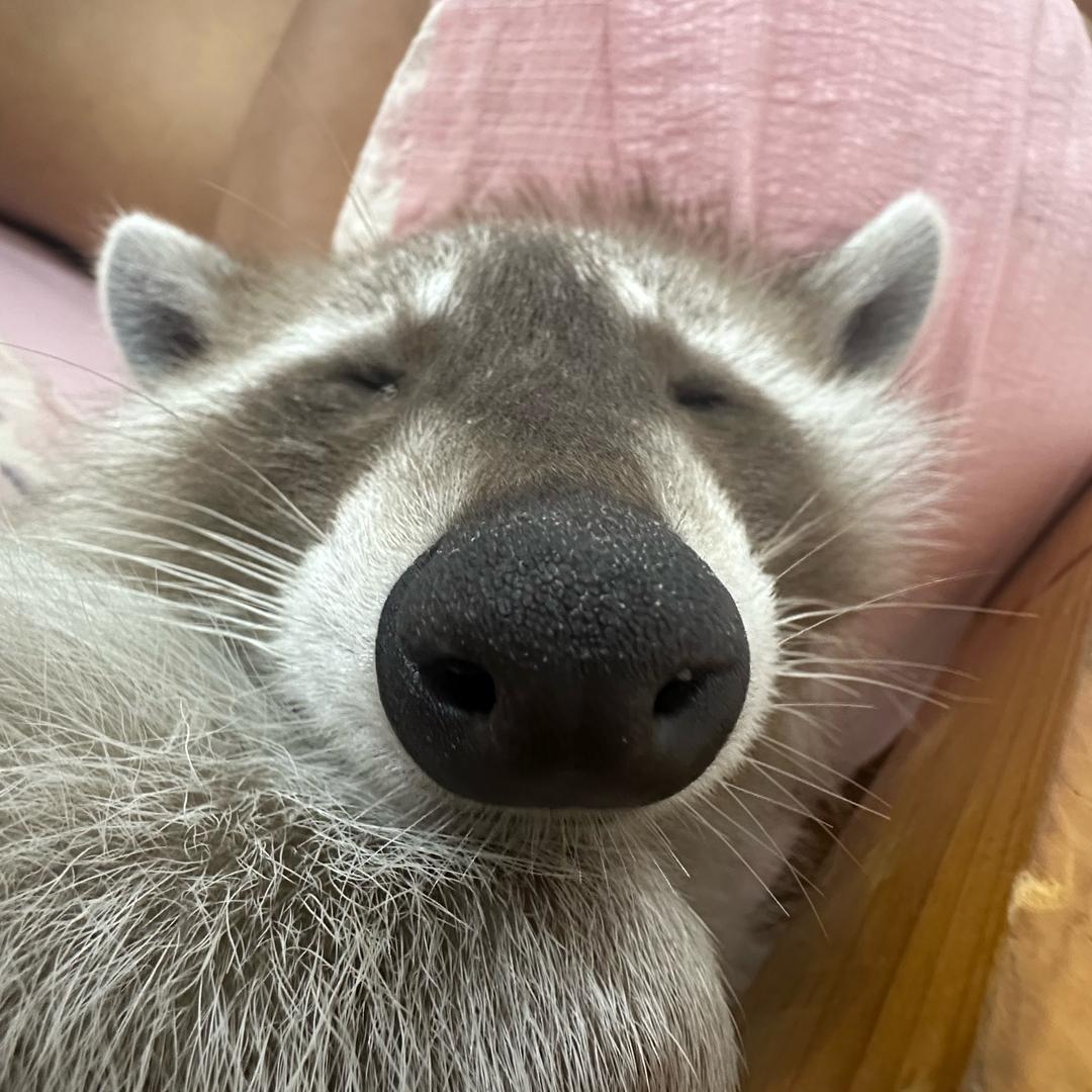 柚柚的农村生活
