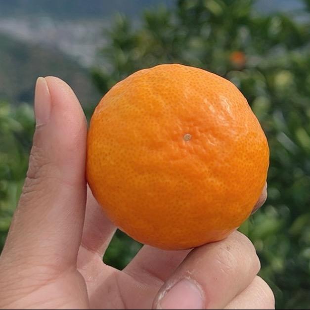 卖橘子的小哥哥