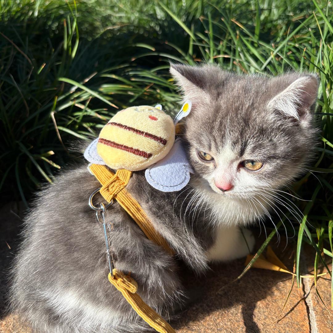 小苹果是只乖咪