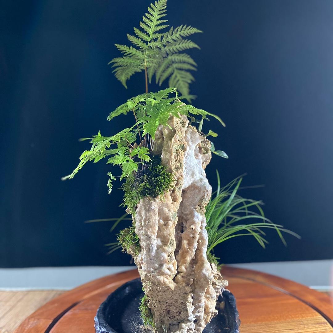 植筑园艺旗舰店
