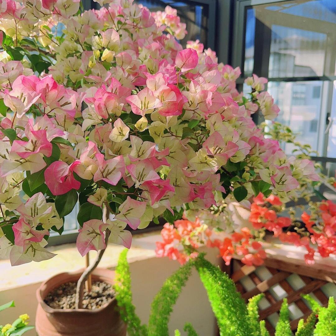 屿宁馨赏花卉园艺