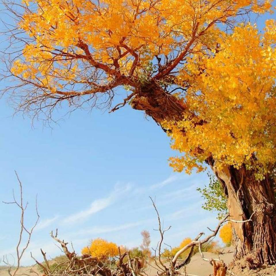宝爵台球宝爵台球室