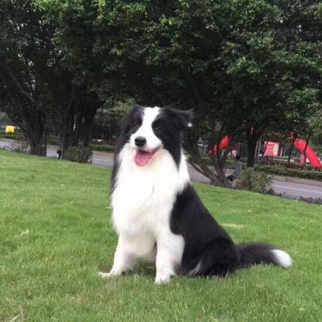 深圳南山威乐犬舍狗场