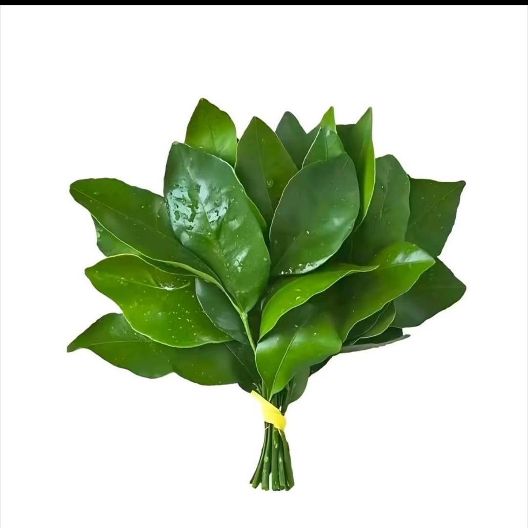 不吃香菜🥬