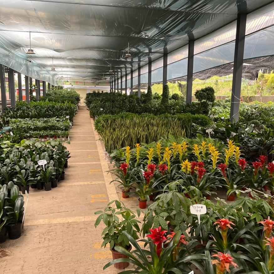 开江植物盆栽绿植