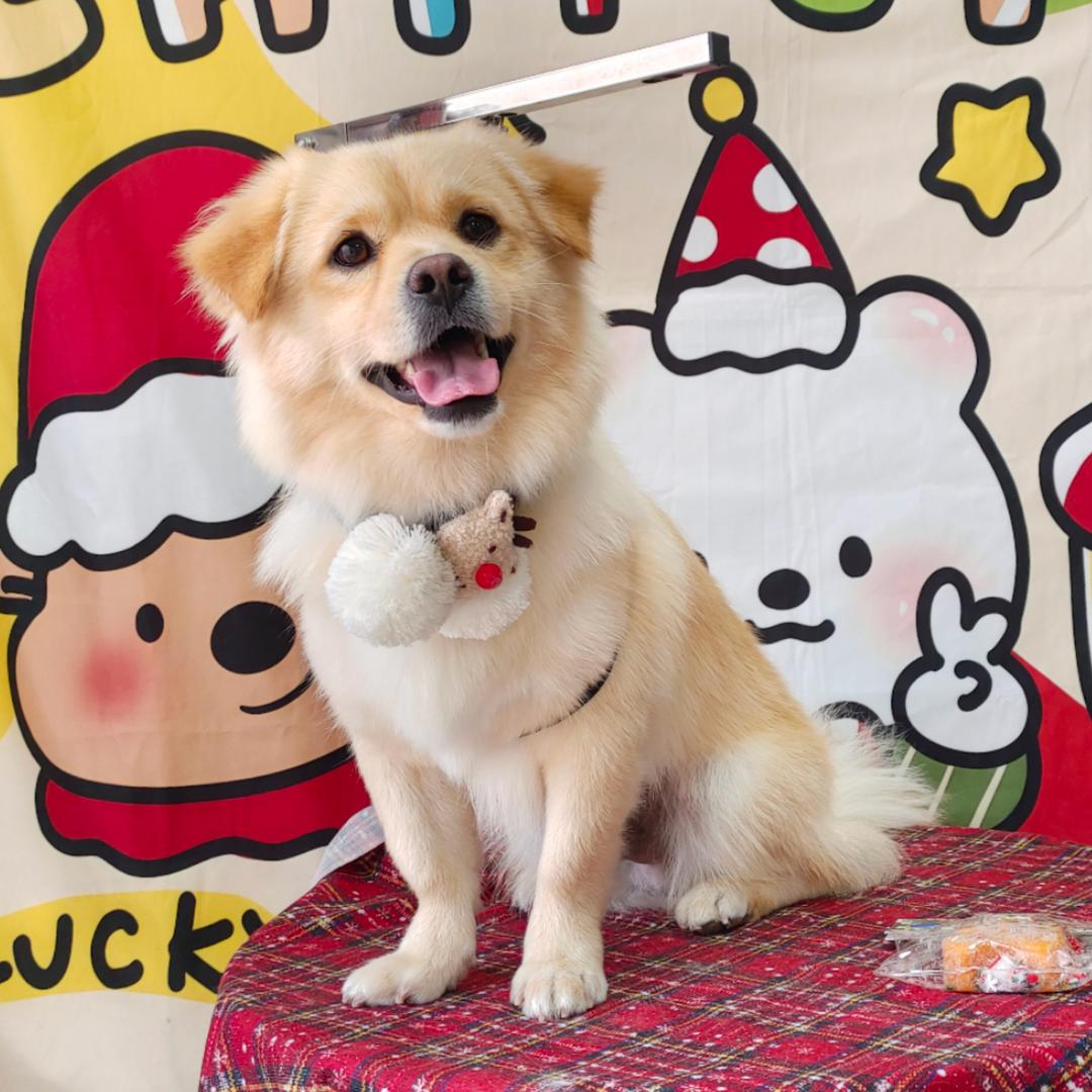 廿廿不是小鸡毛