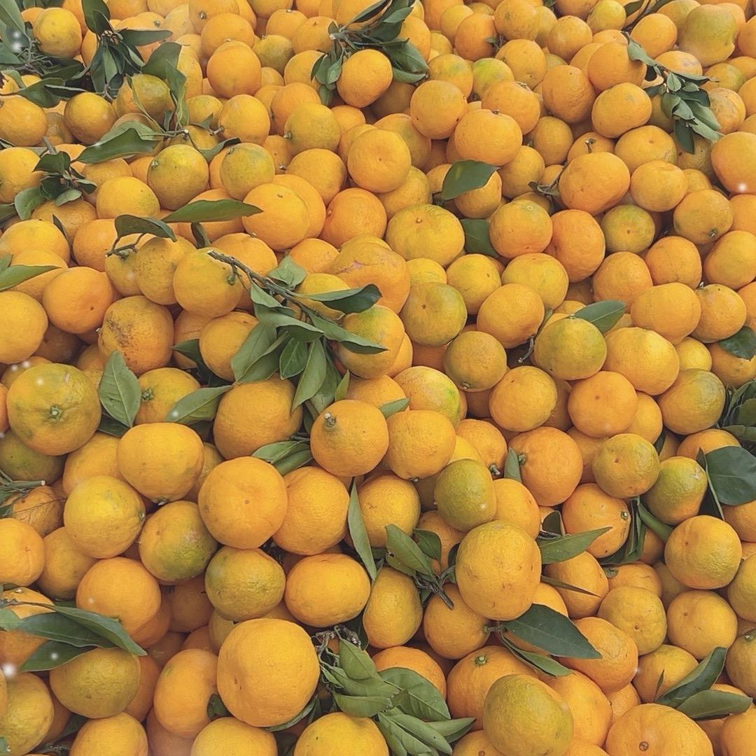 宁波象山桔子