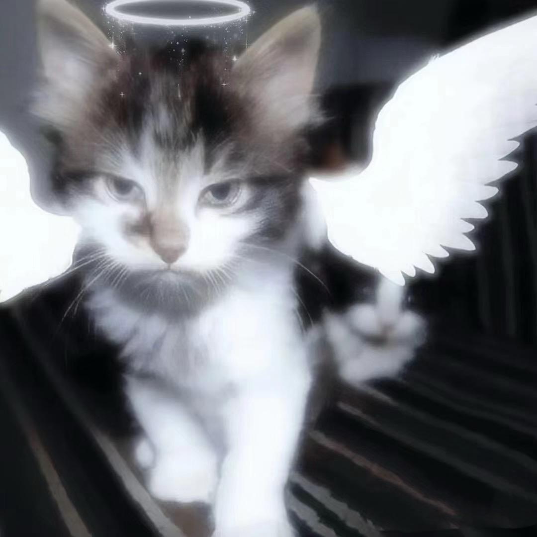 忧郁小猫