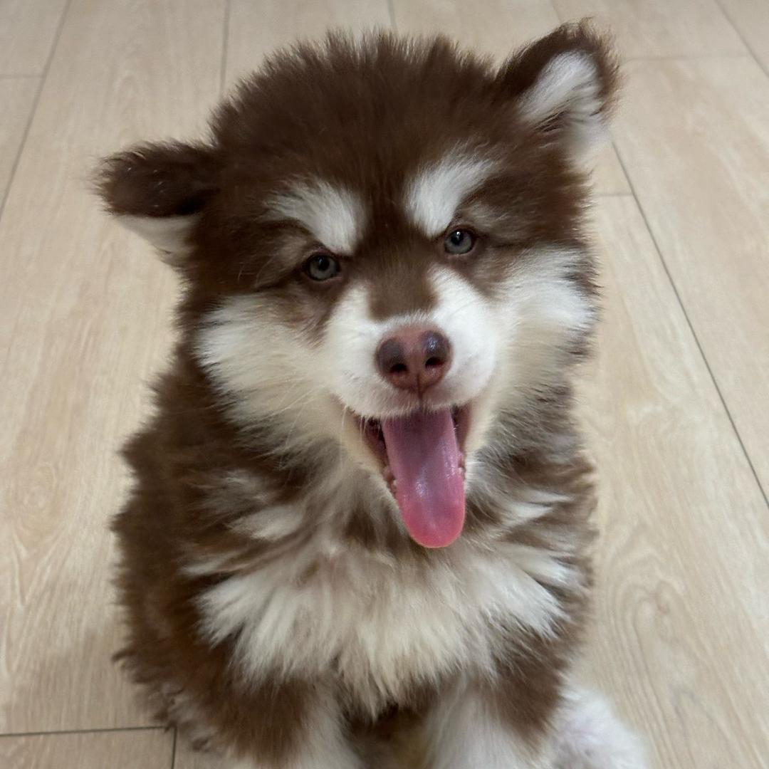 阿拉叫:汉堡🍔