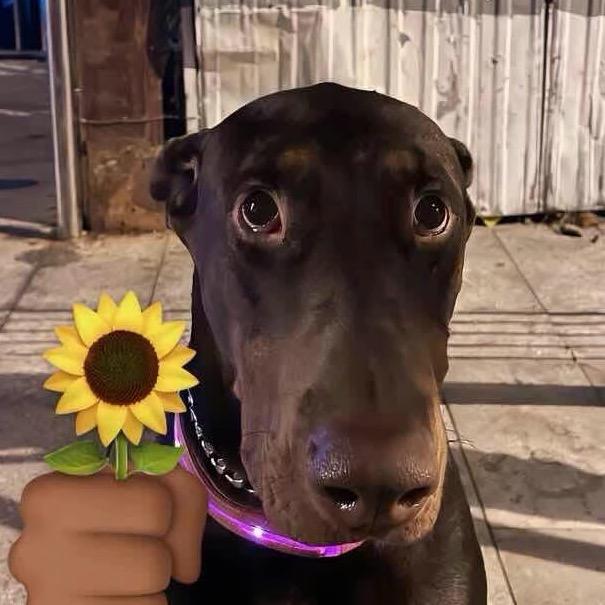 哈哈哈哈哈哈啊