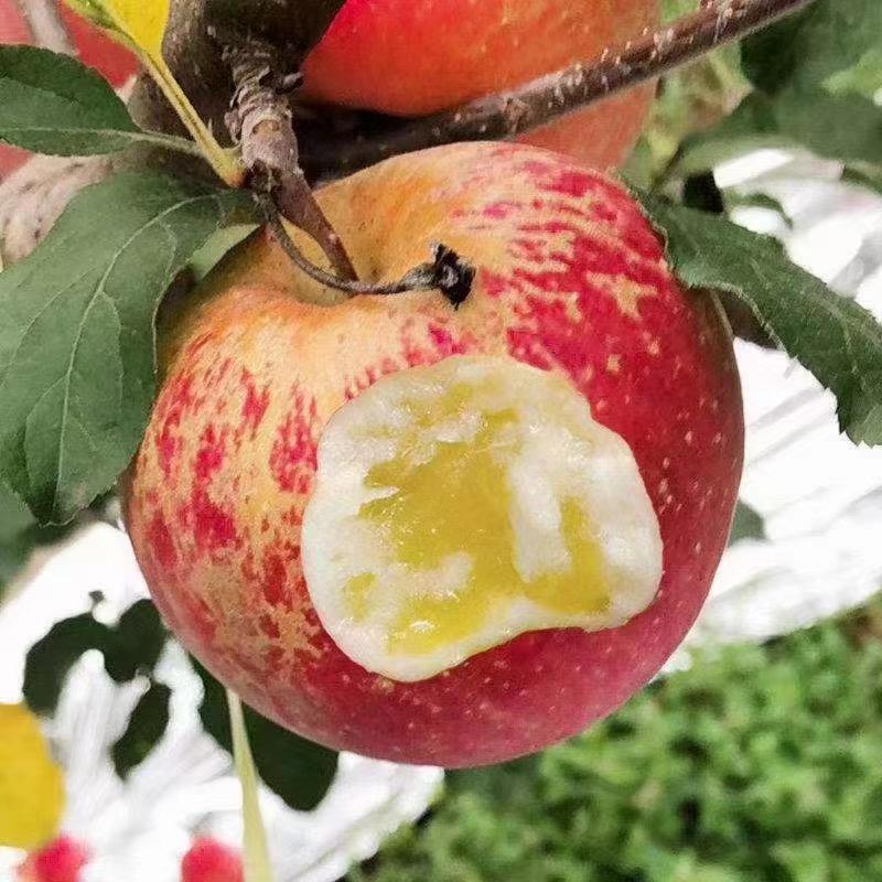 多来点昭通苹果供应链