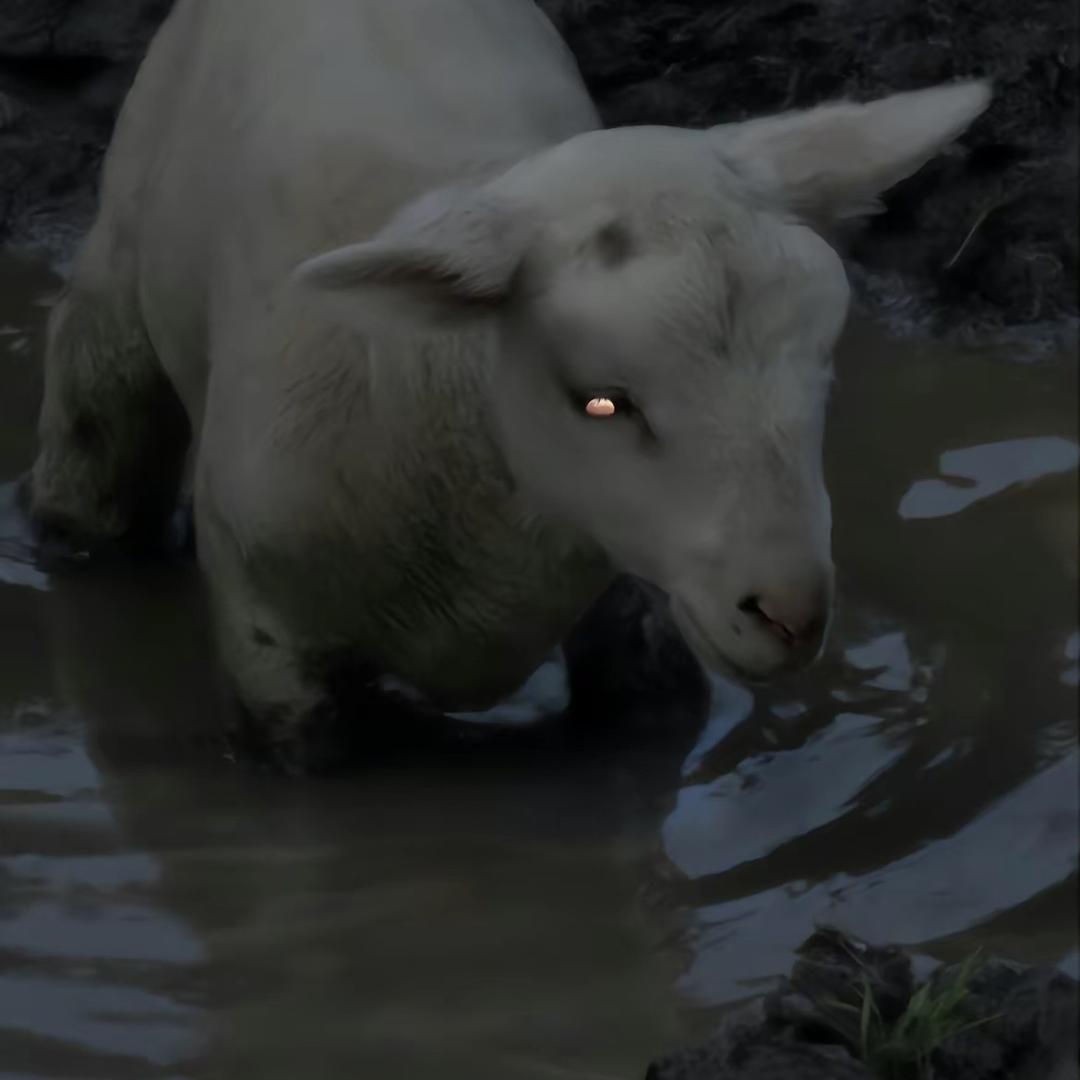 神户牛肉堡
