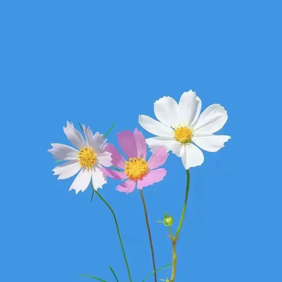 世间美好