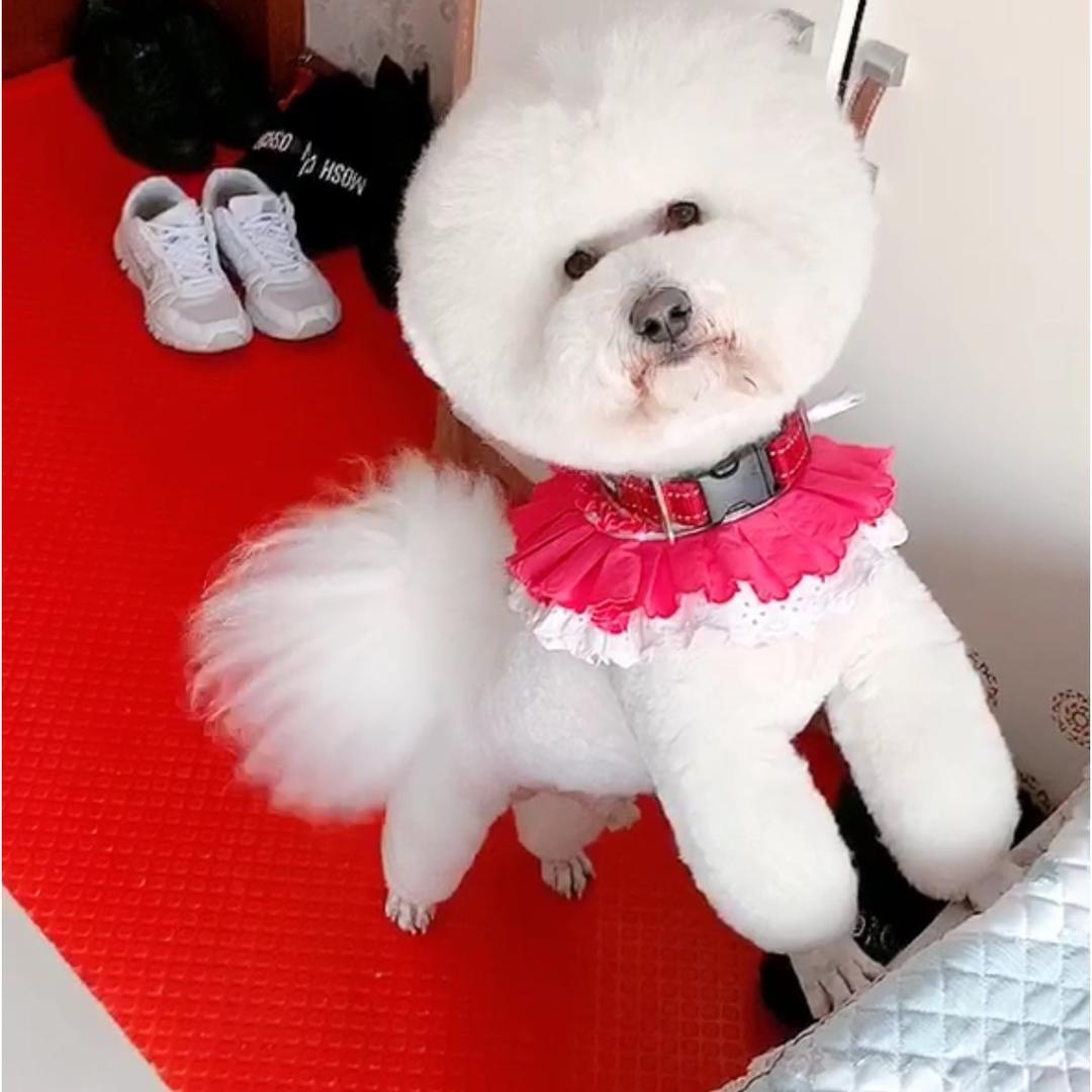 爱臭美的金宝妈和臭金宝